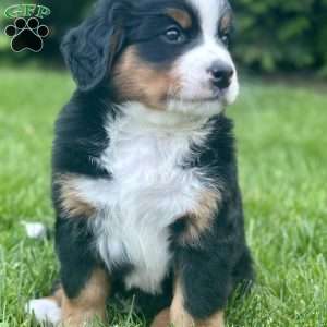 Aspen, Bernese Mountain Dog Puppy